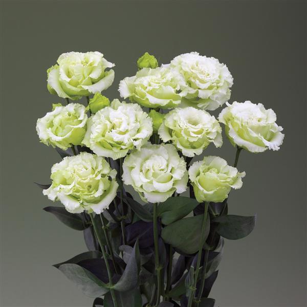 Corelli Sugoi 3 Green Lisianthus