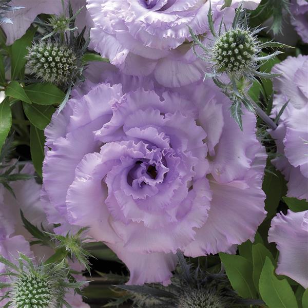 Corelli Sugoi 1 Lavender Ice Lisianthus