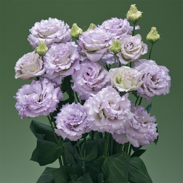 Corelli Sugoi 1 Lavender Ice Lisianthus