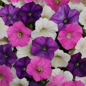 Shock Wave® Spark Mixture Spreading Petunia - Bloom