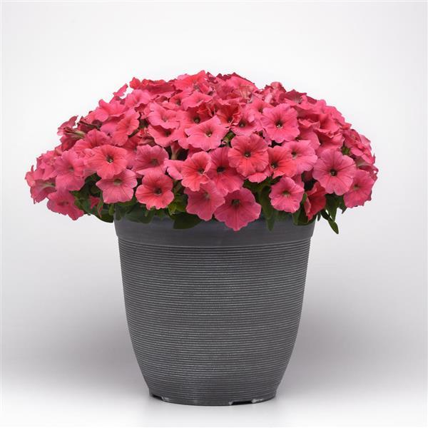 E3 Easy Wave® Coral Spreading Petunia - Container
