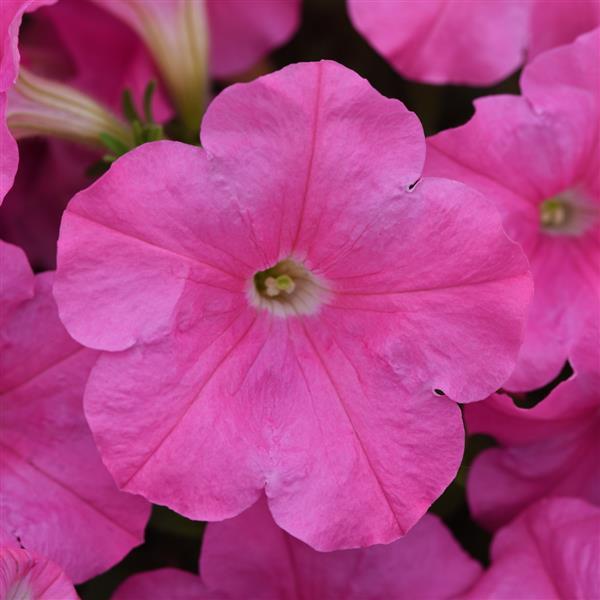 E3 Easy Wave® Pink Spreading Petunia - Bloom