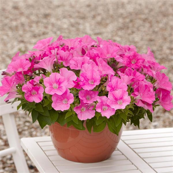 E3 Easy Wave® Pink Spreading Petunia - Container