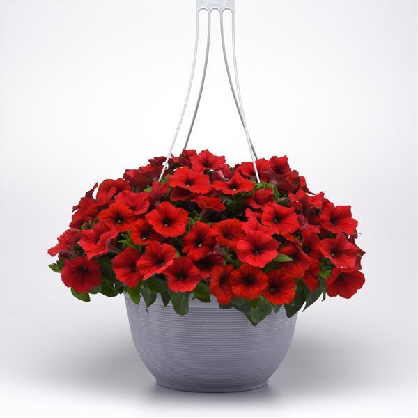 E3 Easy Wave® Red Spreading Petunia - Basket