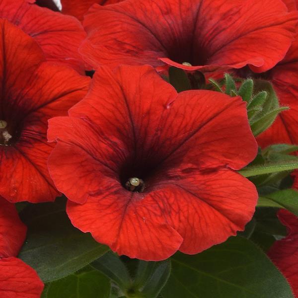 E3 Easy Wave® Red Spreading Petunia - Bloom