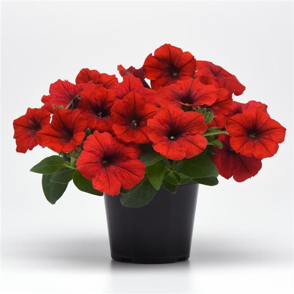 E3 Easy Wave® Red Spreading Petunia - Container