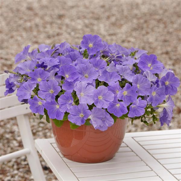 E3 Easy Wave® Sky Blue Spreading Petunia - Container
