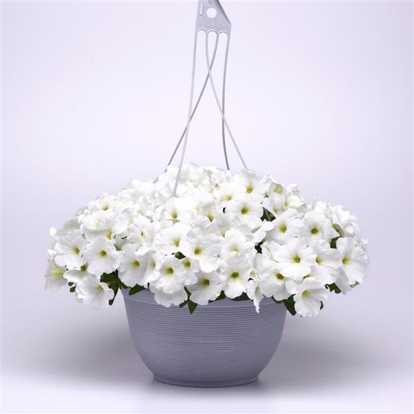 E3 Easy Wave® White Spreading Petunia - Basket