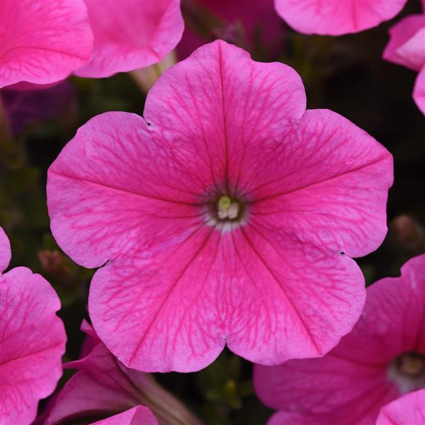 E3 Easy Wave® Pink Cosmo Spreading Petunia - Bloom