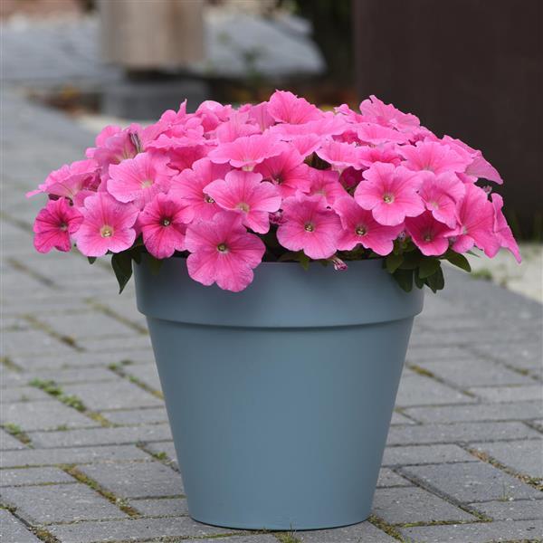 E3 Easy Wave® Pink Cosmo Spreading Petunia - Container