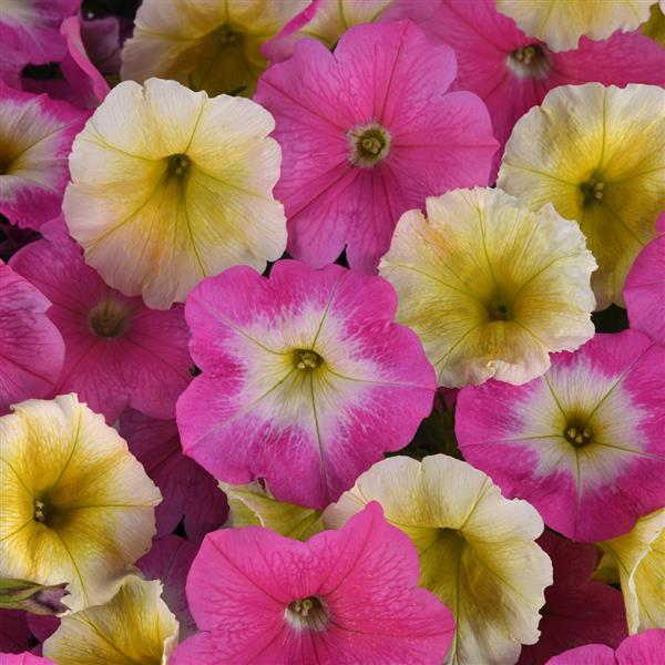 E3 Easy Wave® Sweet Taffy Mixture Spreading Petunia - Bloom