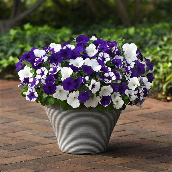 E3 Easy Wave® Déjà Vu Mixture Spreading Petunia - Container