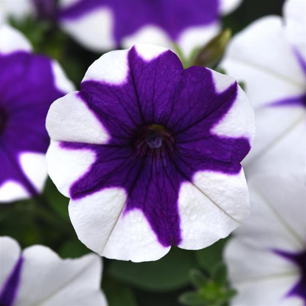 E3 Easy Wave® Midnight Marble Spreading Petunia - Bloom