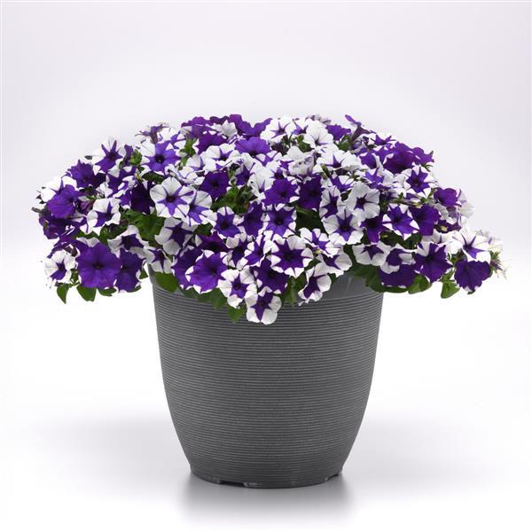 E3 Easy Wave® Midnight Marble Spreading Petunia - Container