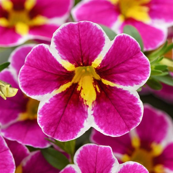 Cha-Cha™ Electric Pink Calibrachoa - Bloom