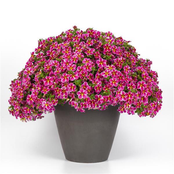 Cha-Cha™ Electric Pink Calibrachoa - Container
