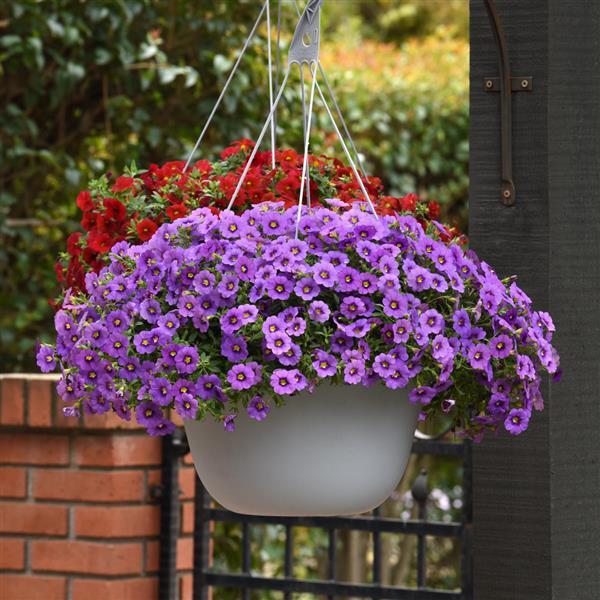 Cha-Cha™ Lavender Calibrachoa - Basket