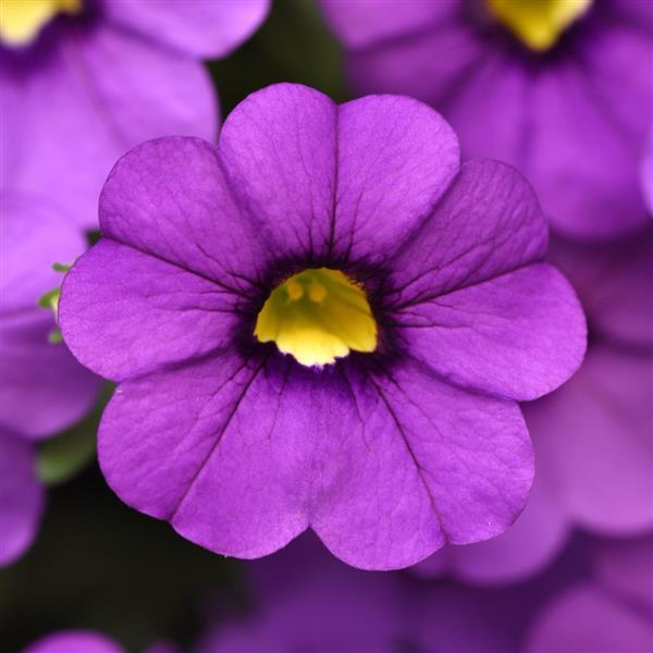 Cha-Cha™ Lavender Calibrachoa - Bloom