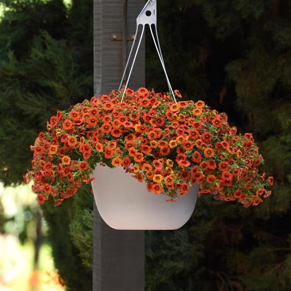 Cha-Cha™ Orange Calibrachoa - Basket