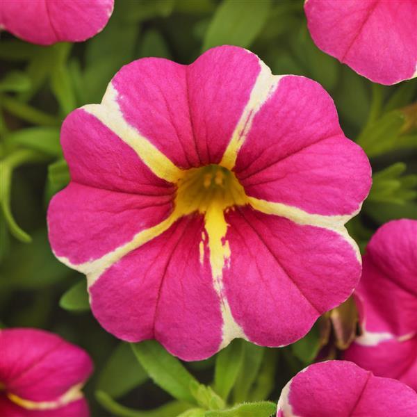 Cha-Cha™ Hot Pink Star Calibrachoa - Bloom