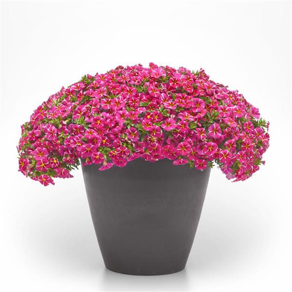 Cha-Cha™ Hot Pink Star Calibrachoa - Container