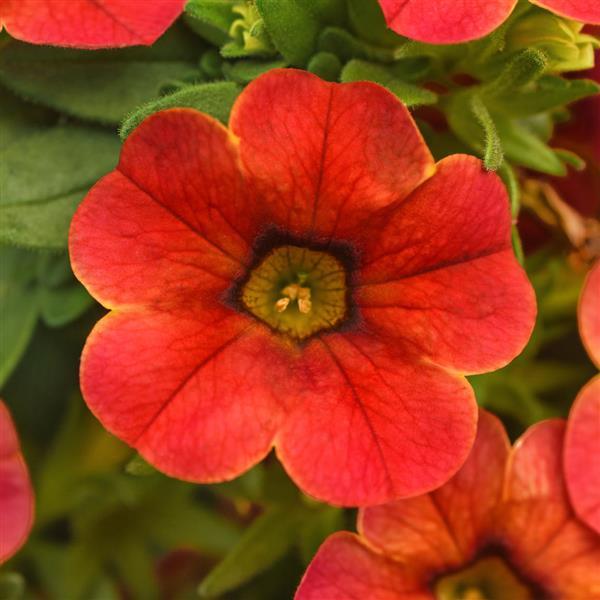 Cha-Cha™ Diva Orange Calibrachoa - Bloom