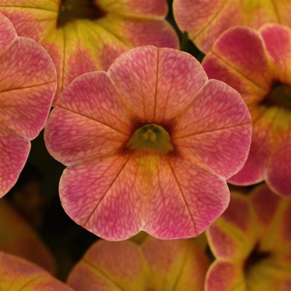 Cha-Cha™ Diva Apricot Calibrachoa - Bloom