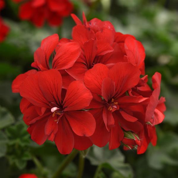 Focus™ Red Ivy Geranium - Bloom