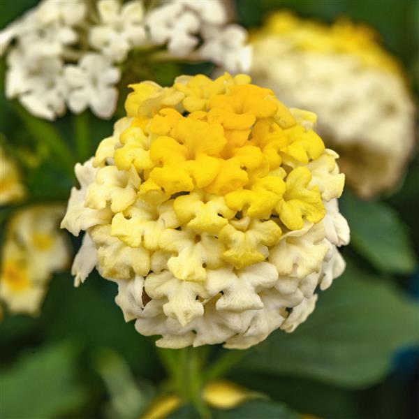 Landmark™ Lemon Glow Lantana - Bloom