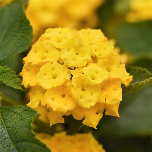 Landmark™ Yellow 26 Lantana - Bloom