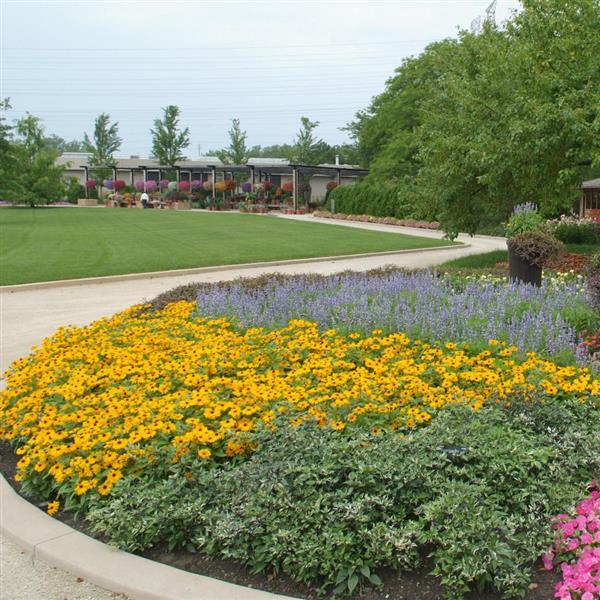 Landmark™ Gold Lantana - Commercial Landscape 2