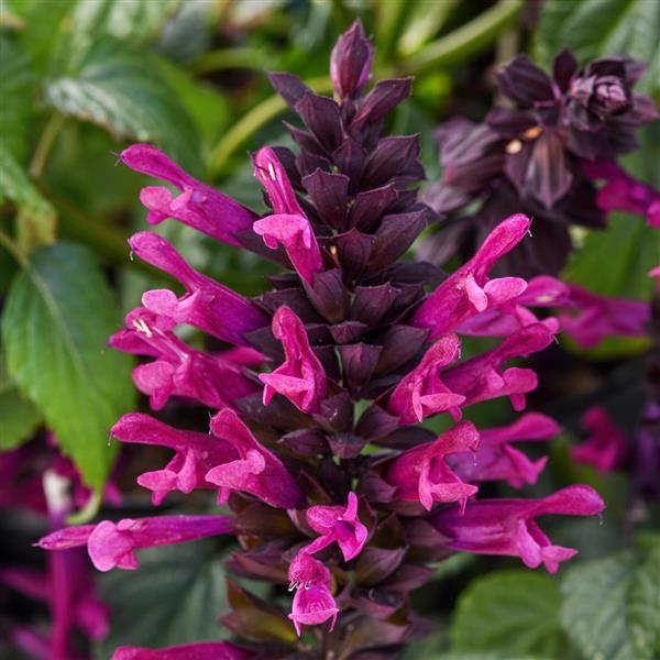 Plum Crazy Salvia - Bloom