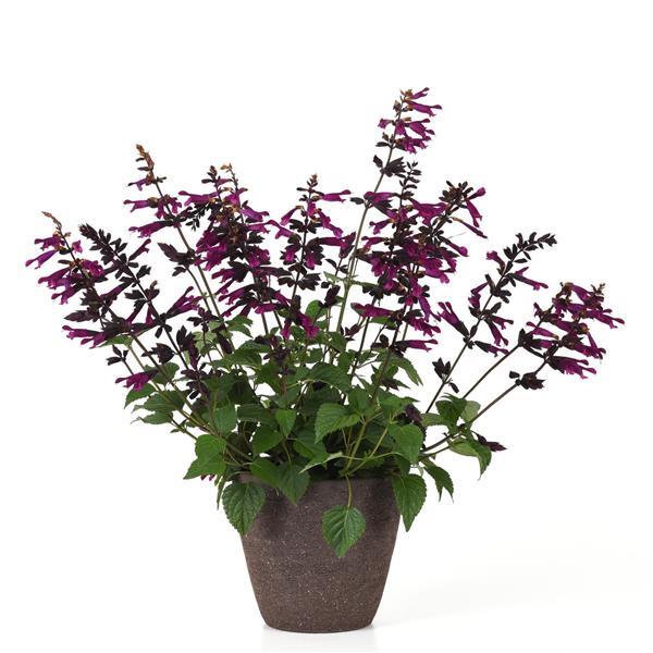 Plum Crazy Salvia - Container