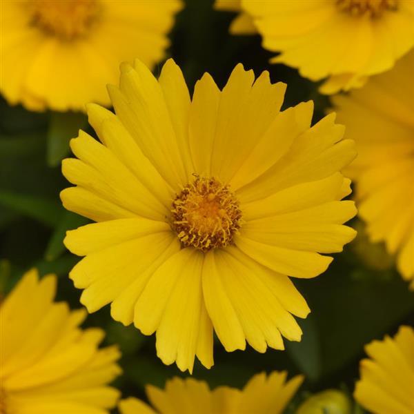 Coreopsis UpTick™ Gold - Bloom