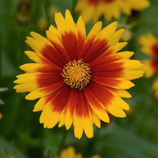 Coreopsis UpTick™ Gold & Bronze - Bloom