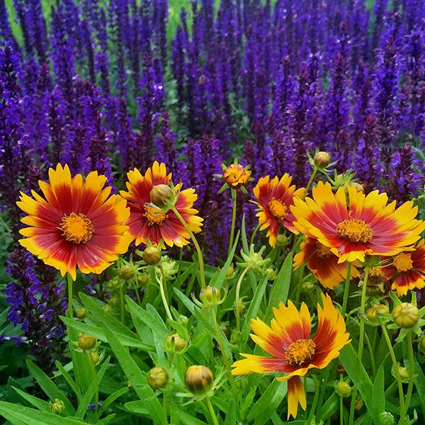 Coreopsis UpTick™ Gold & Bronze - Garden
