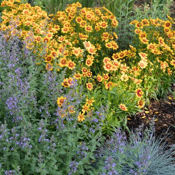 Coreopsis UpTick™ Gold & Bronze - Landscape