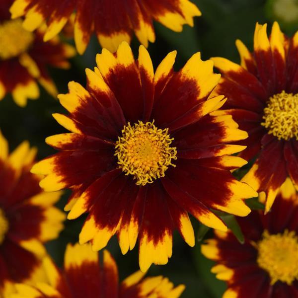 Coreopsis UpTick™ Red - Bloom