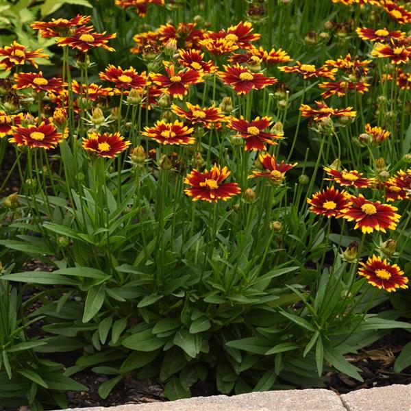 Coreopsis UpTick™ Red - Landscape