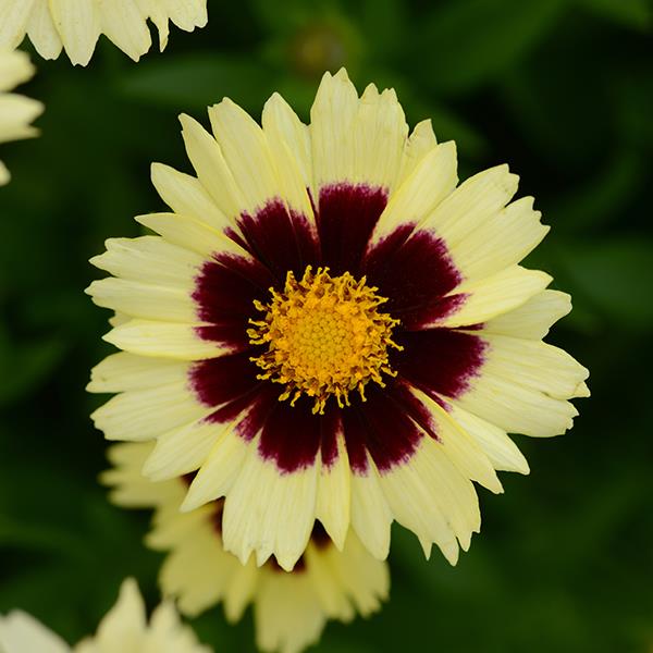 Coreopsis UpTick™ Cream & Red - Bloom
