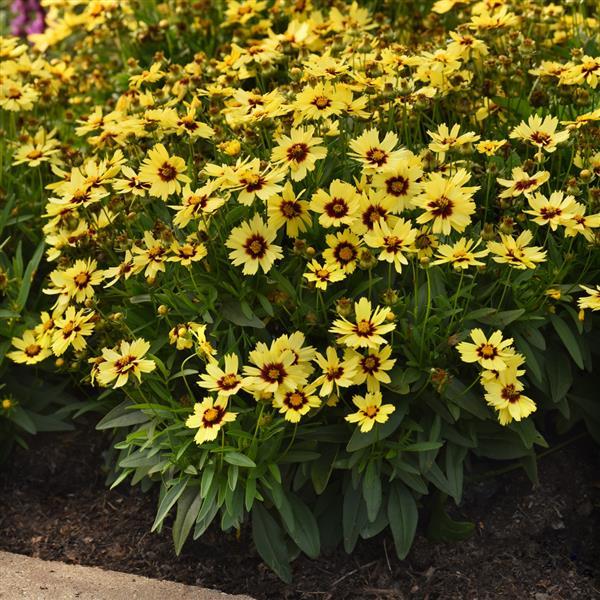 Coreopsis UpTick™ Yellow & Red - Commercial Landscape 1