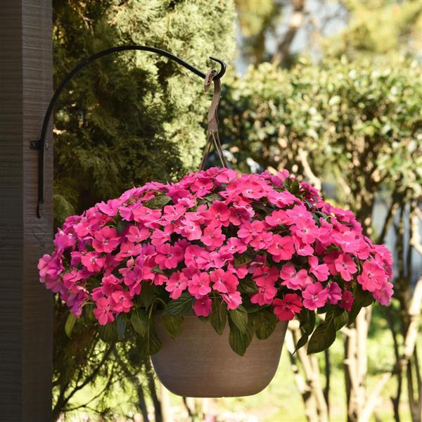 Solarscape® XL Pink Jewel Interspecific Impatiens - Basket