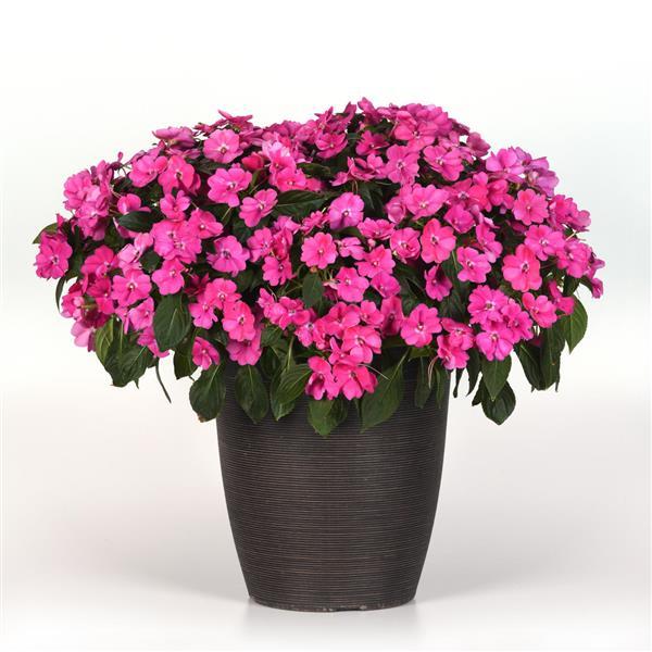 Solarscape® XL Pink Jewel Interspecific Impatiens - Container