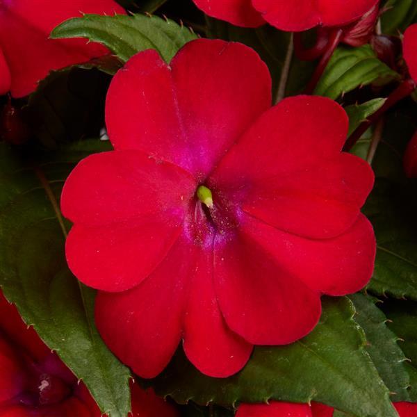 Solarscape® XL Red Glow Interspecific Impatiens - Bloom