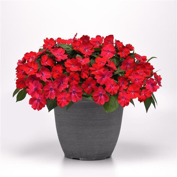 Solarscape® XL Red Glow Interspecific Impatiens - Container