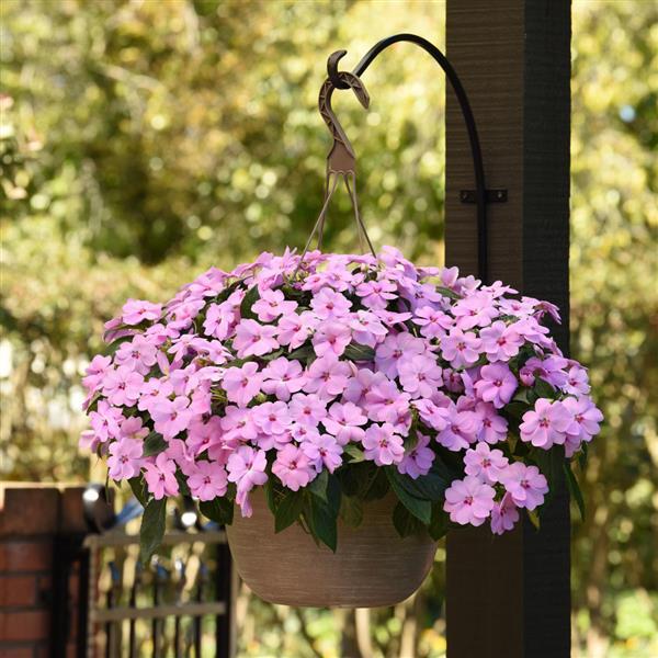 Solarscape® XL Lilac Spark Interspecific Impatiens - Basket
