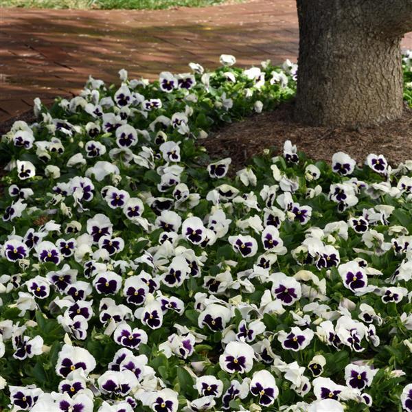 Spring Matrix™ White Blotch Pansy - Landscape