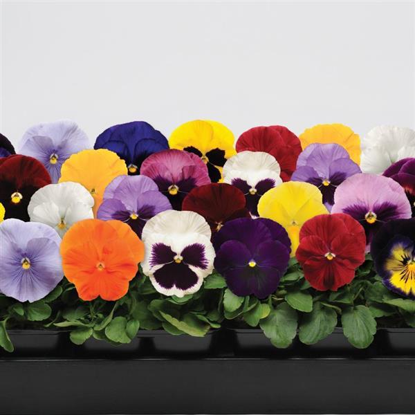 Spring Matrix™ Mixture Pansy - Bloom