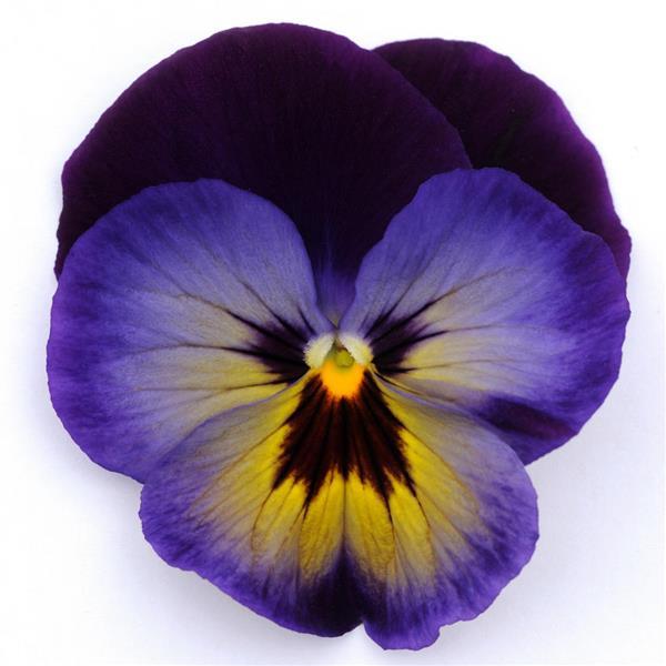 Spring Matrix™ Midnight Glow Pansy - Bloom