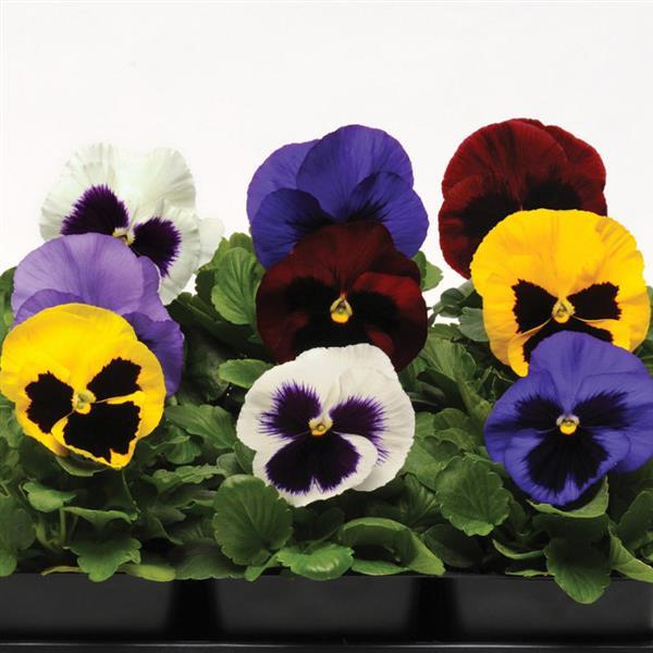 Spring Matrix™ Blotch Mixture Pansy - Bloom